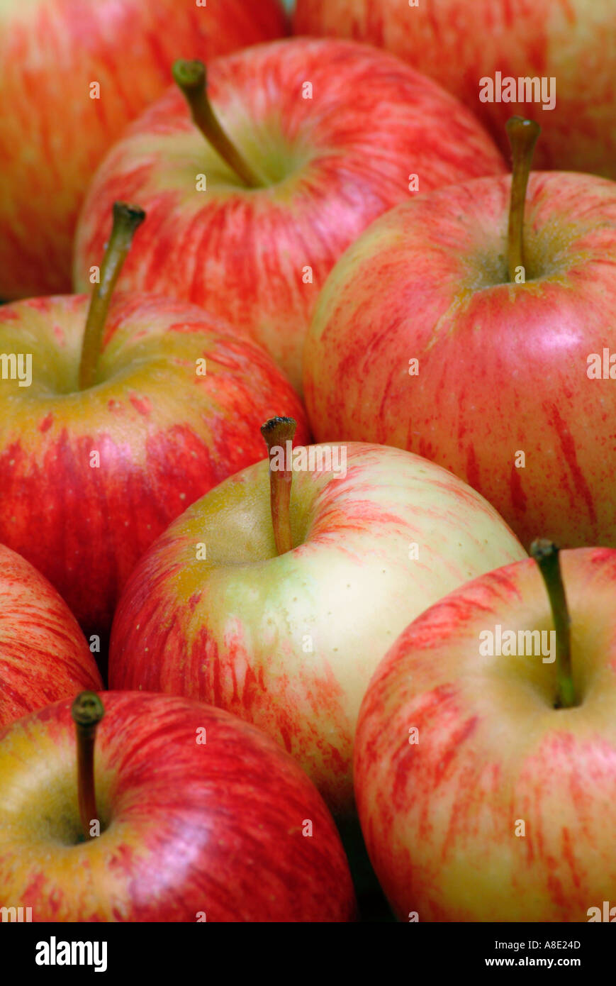 Royal Gala apples Stock Photo