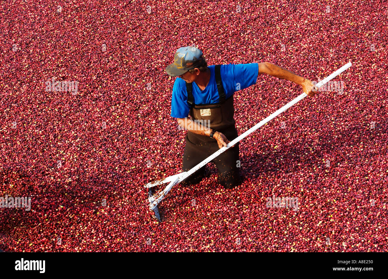 Cranberry Harvesting Stock Photo
