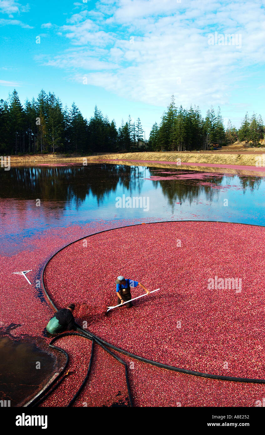 Cranberry farm oregon hires stock photography and images Alamy