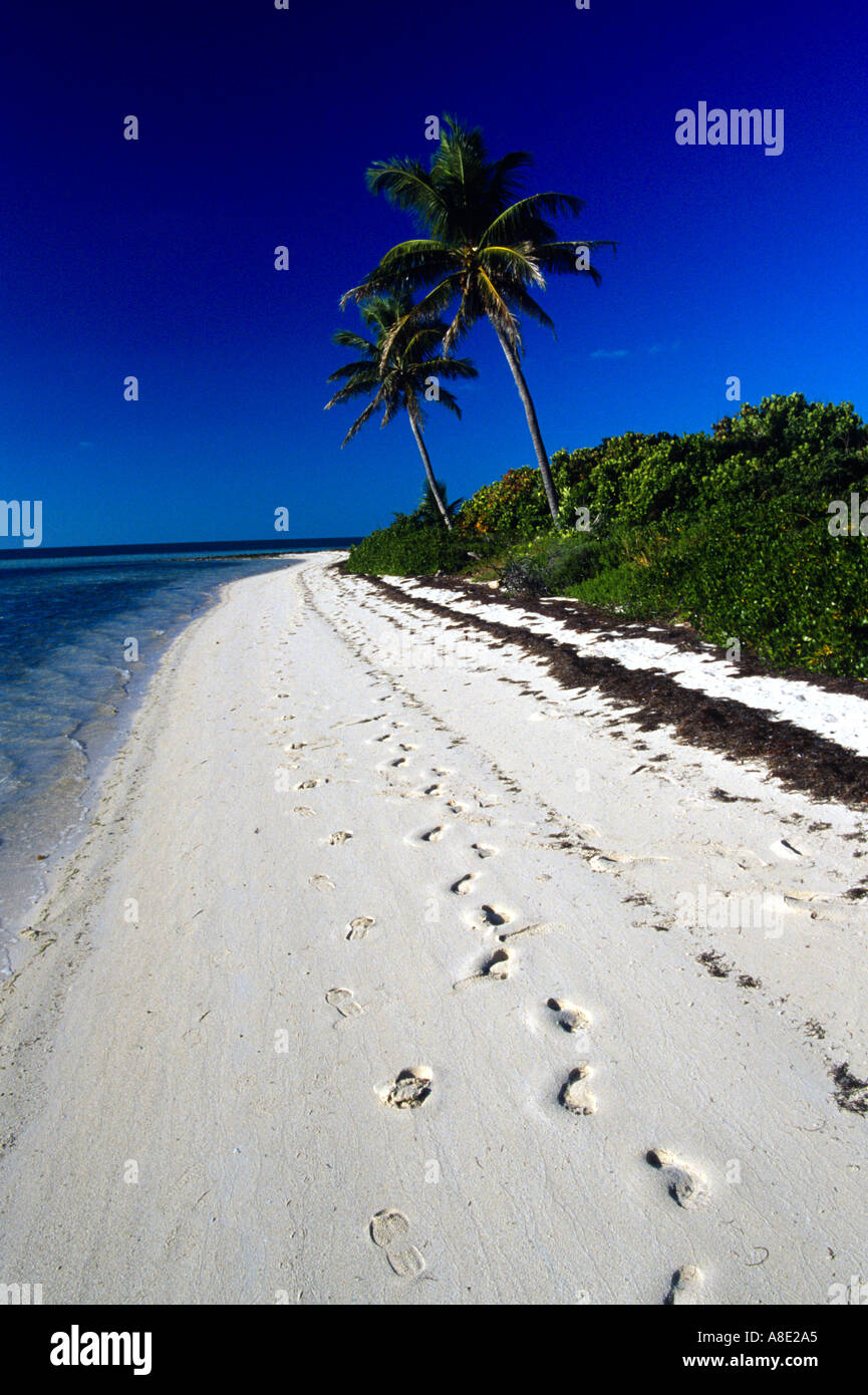 Tropical beach and palm tree Walkers Cay Bahamas Stock Photo Alamy