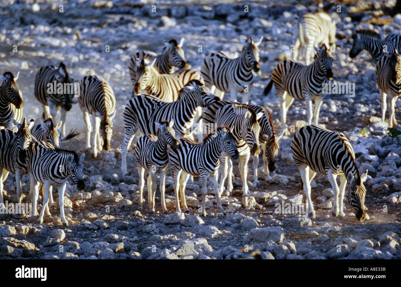 ZEBRA HERD NAMIBIA Stock Photo - Alamy