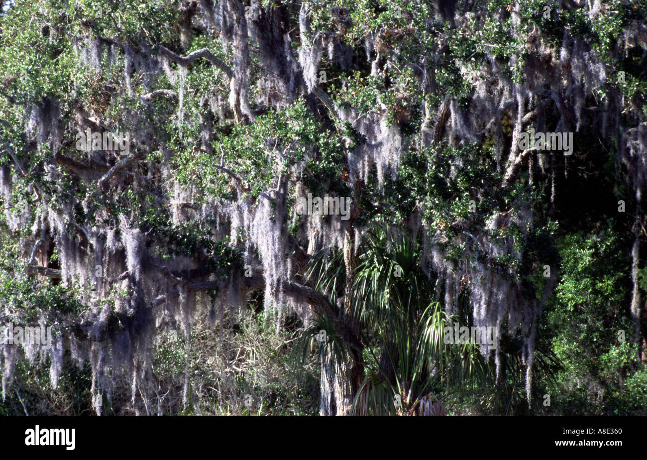 SPANISH MOSS ON CYPRESS TREES FLORIDA USA Stock Photo - Alamy