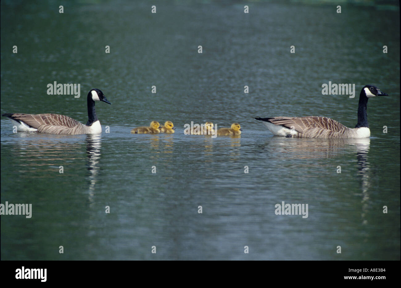 CANADA GEESE MALE FEMALE AND CHICKS SUSSEX UK Stock Photo - Alamy