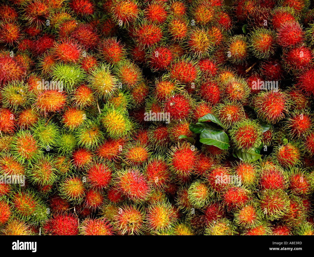 Close up of lychees Stock Photo