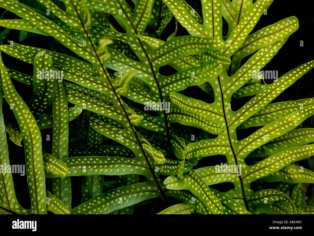 Green Firs Sprout Up in Hana Hawaii USA Stock Photo