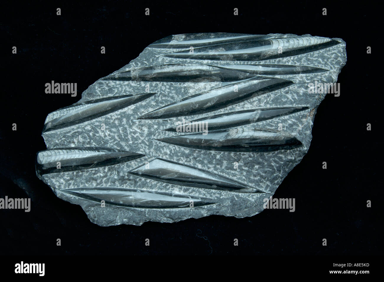 Orthoceras fossil slab Stock Photo