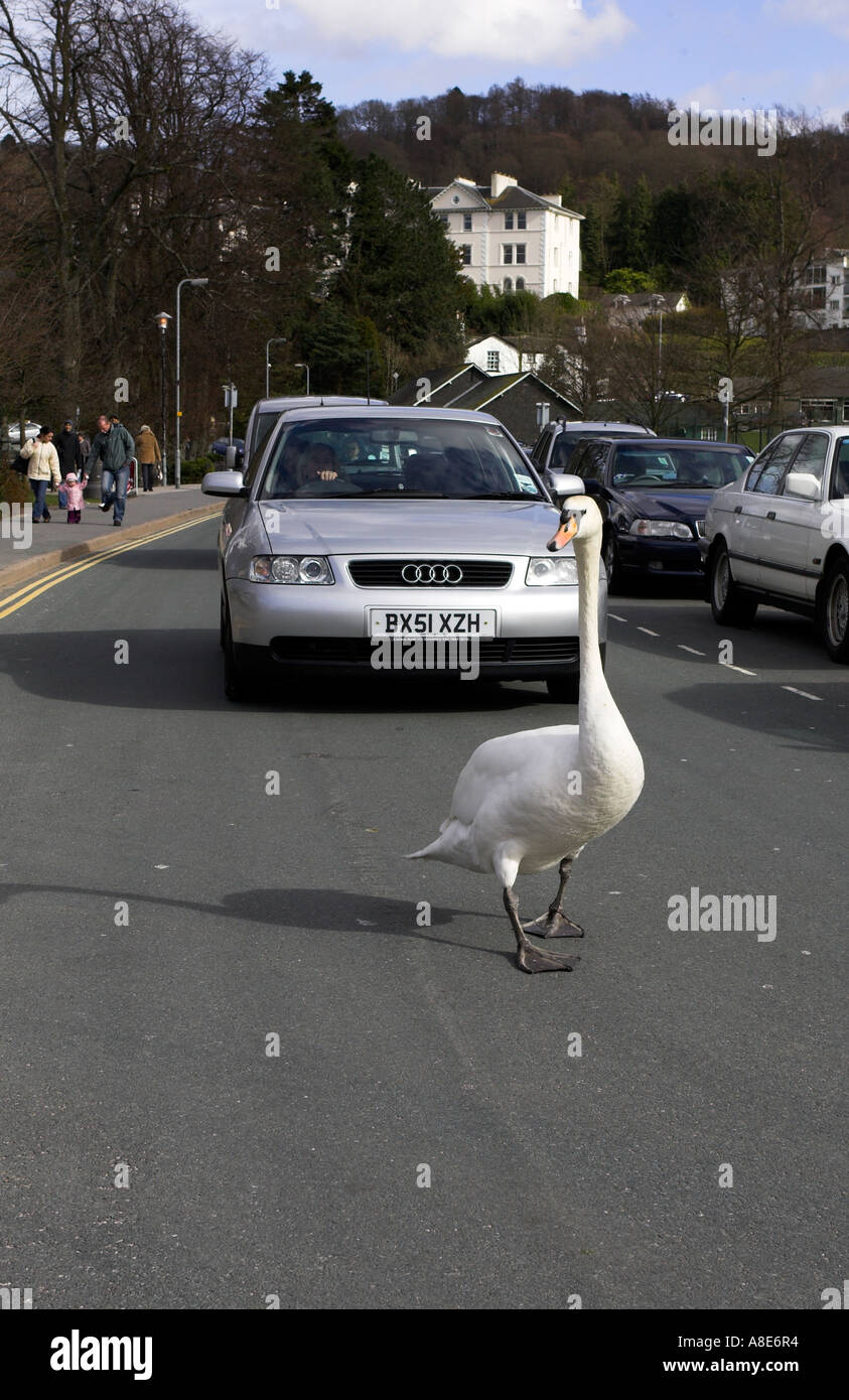 Typical Windermere traffic hold up/traffic jam Views Around Bownesson