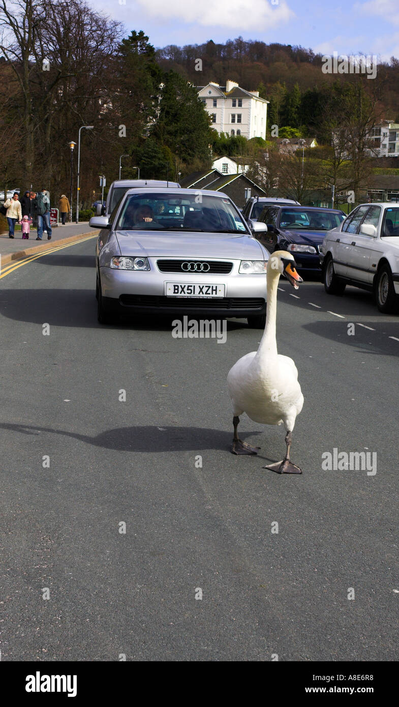 Typical Windermere traffic hold up/traffic jam Views Around Bownesson