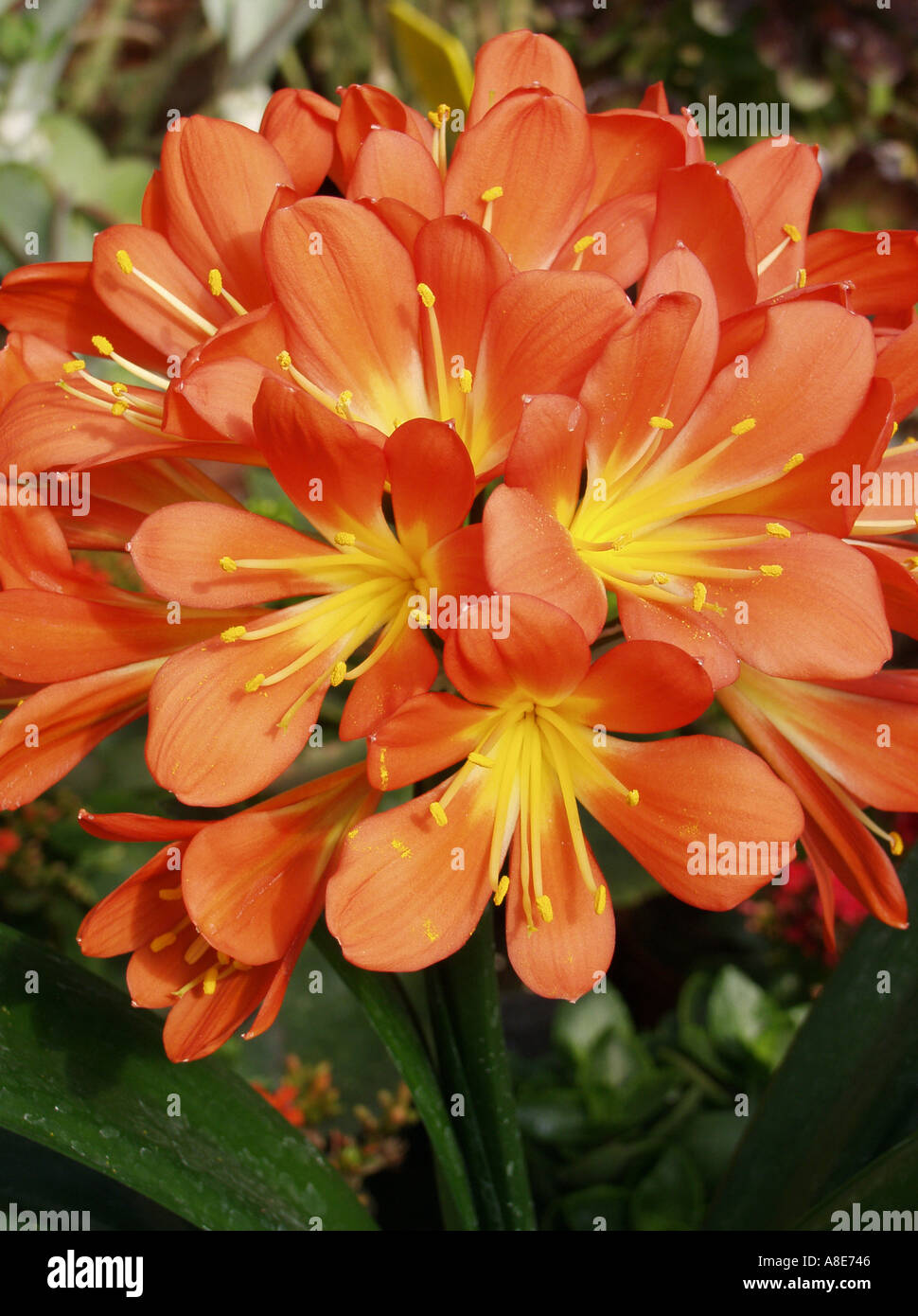 Kaffir lily Clivia miniata Stock Photo