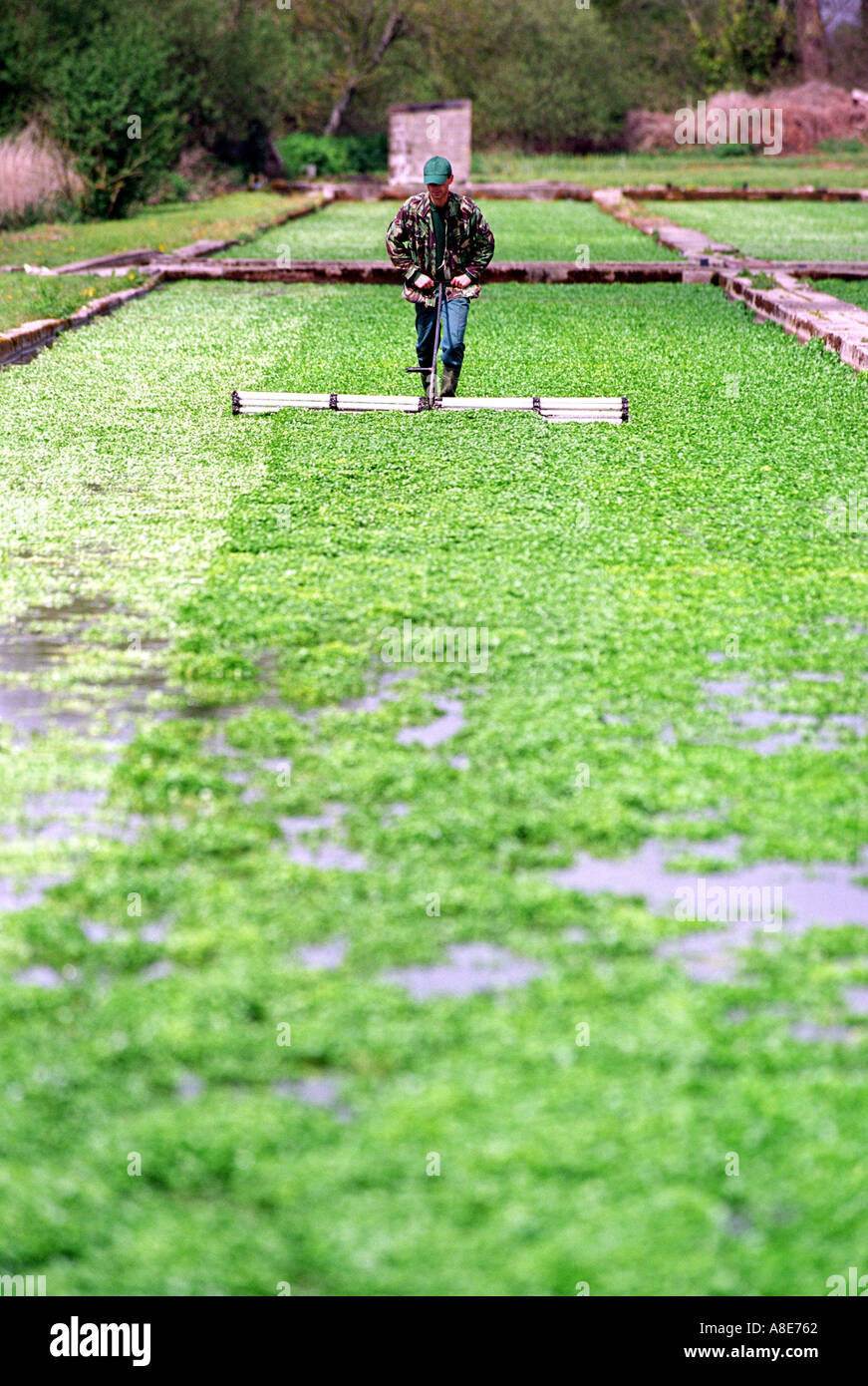 Tending to watercress beds at a watercress farm Stock Photo Alamy