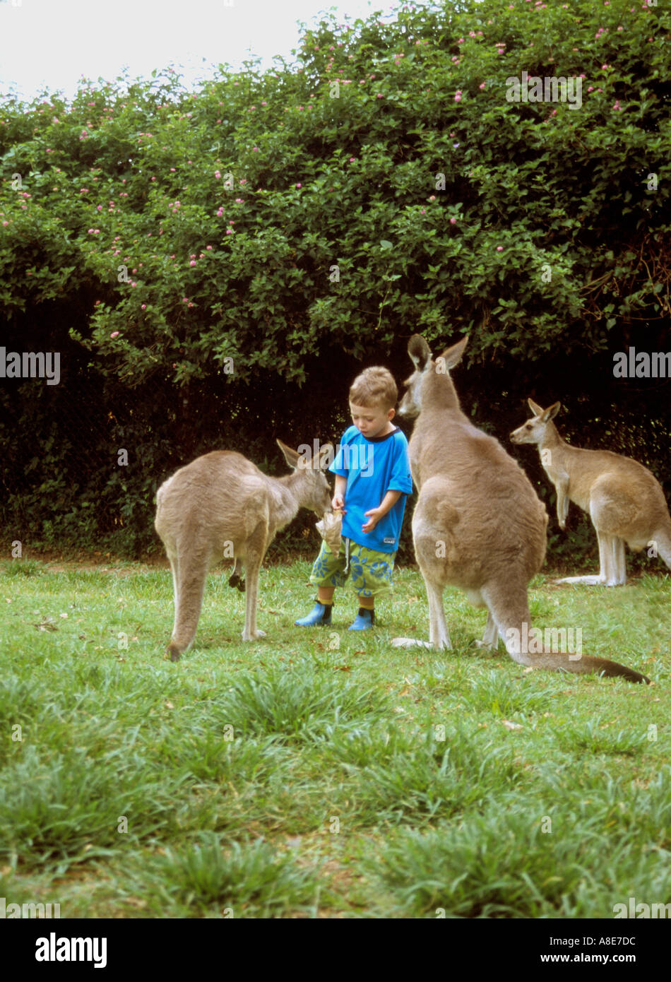Lone pine park australia hires stock photography and images Alamy