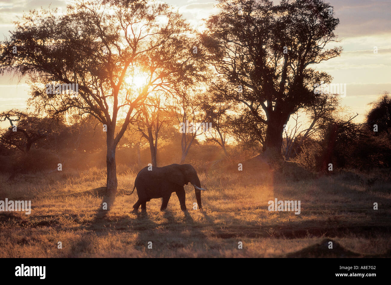 Elephant silhouetted against early morning light Hwange National Park Zimbabwe Africa Stock Photo