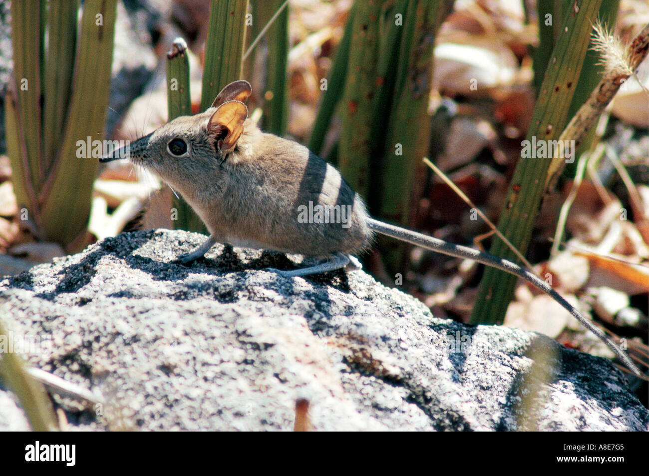 Rock Elephant Shrew Matobo National Park Zimbabwe Africa Stock Photo