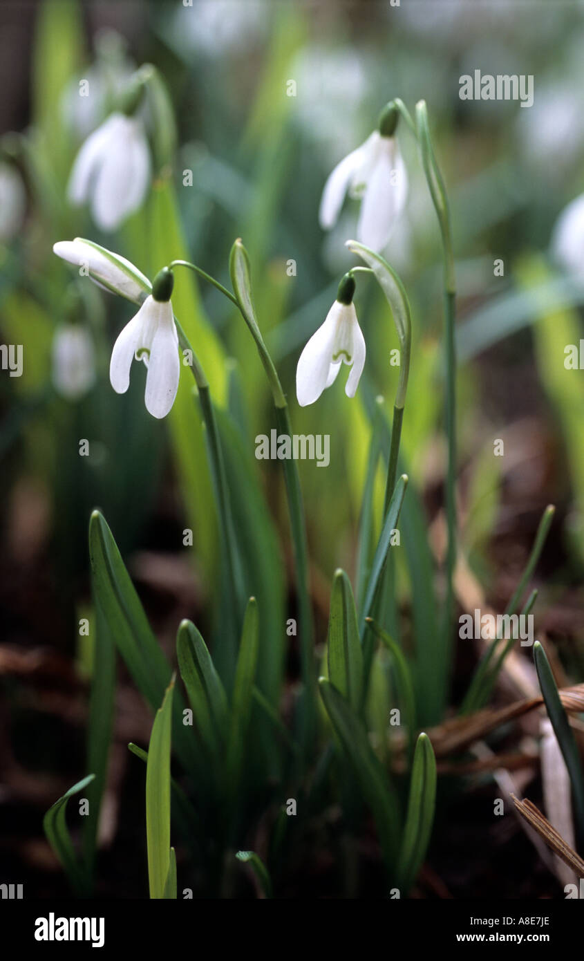 Early spring flowers bed of snowdrops GALANTHUS NIVALIS Stock Photo