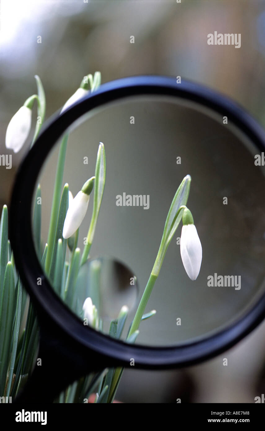 SNOWDROPS GALANTHUS NIVALIS SEEN THROUGH A MAGNIFYING GLASS. Stock Photo