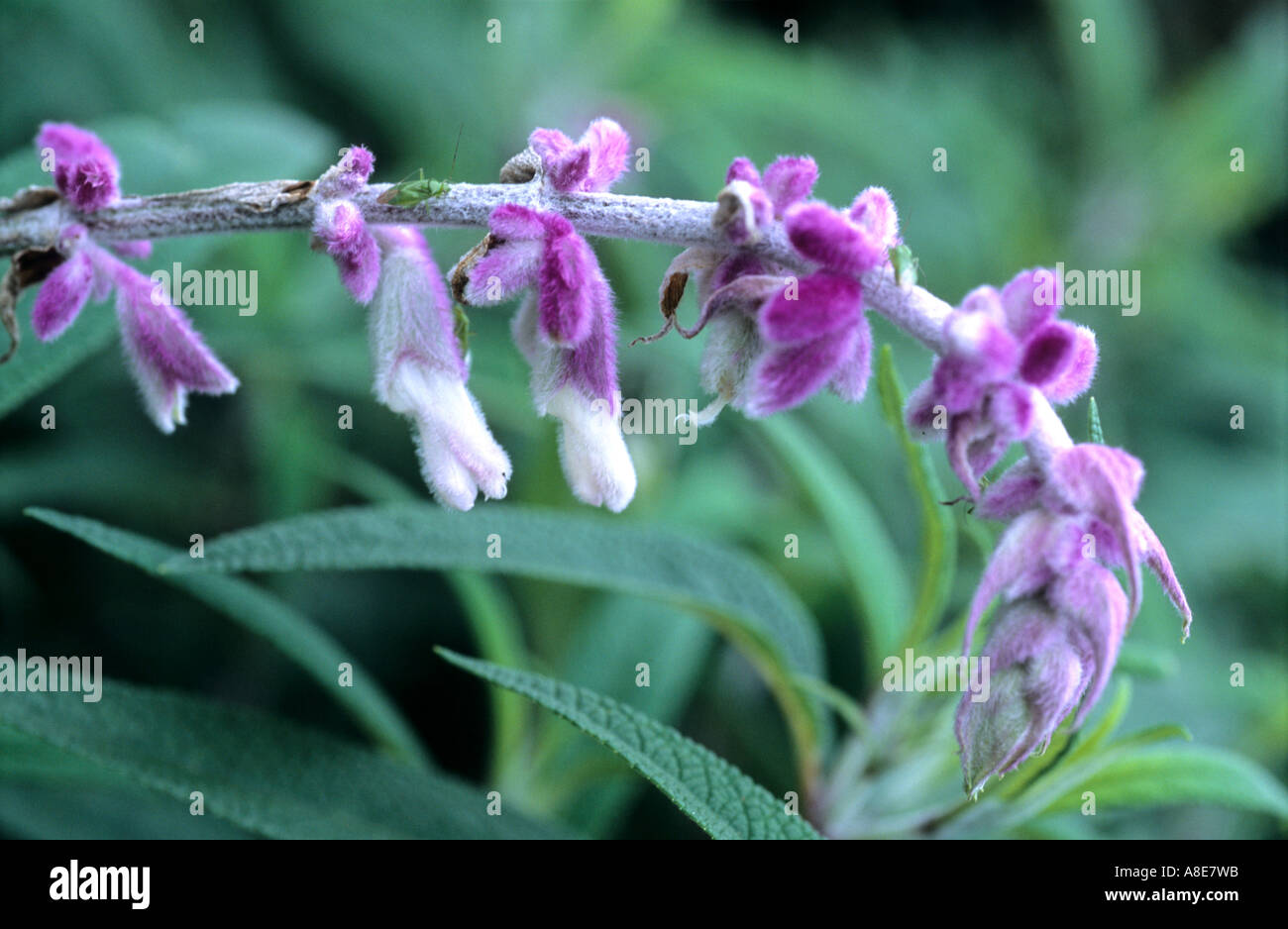 Droopy purple flowers hires stock photography and images Alamy