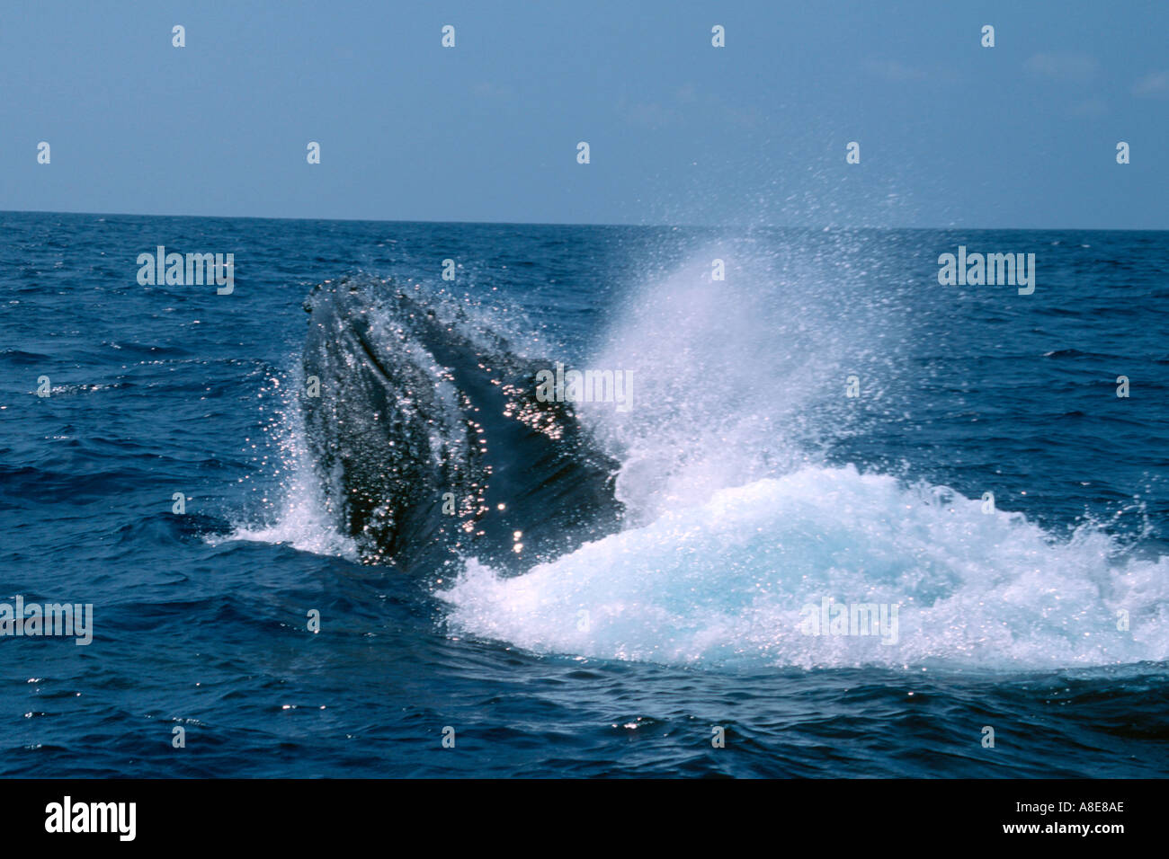 Humpback whale free dive hi-res stock photography and images - Alamy