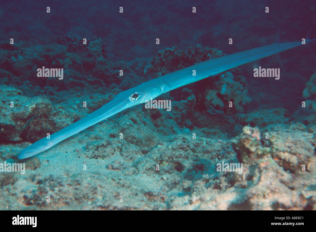 hires stock photography and images Alamy