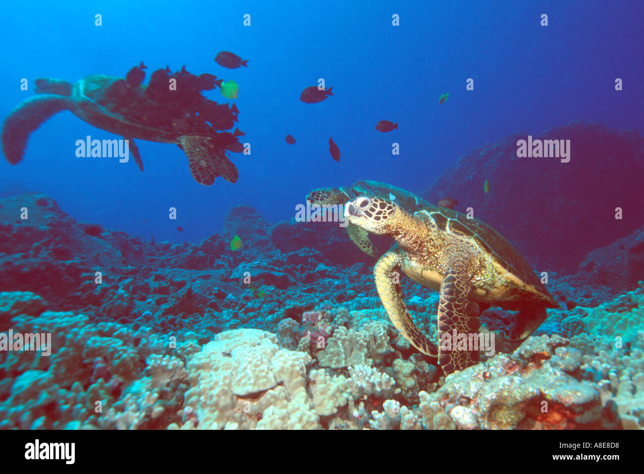 Green sea turtles being cleaned by surgeonfish Chelonia mydas Kailua ...