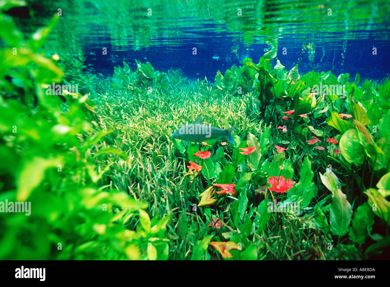Freshwater plants and curimbatá in national freshwater spring preserve Prochilodus lineatus Aqu Stock Photo