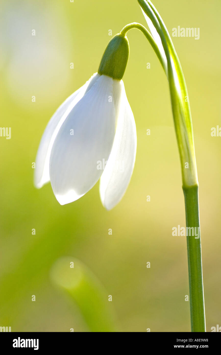 snowdrops Stock Photo