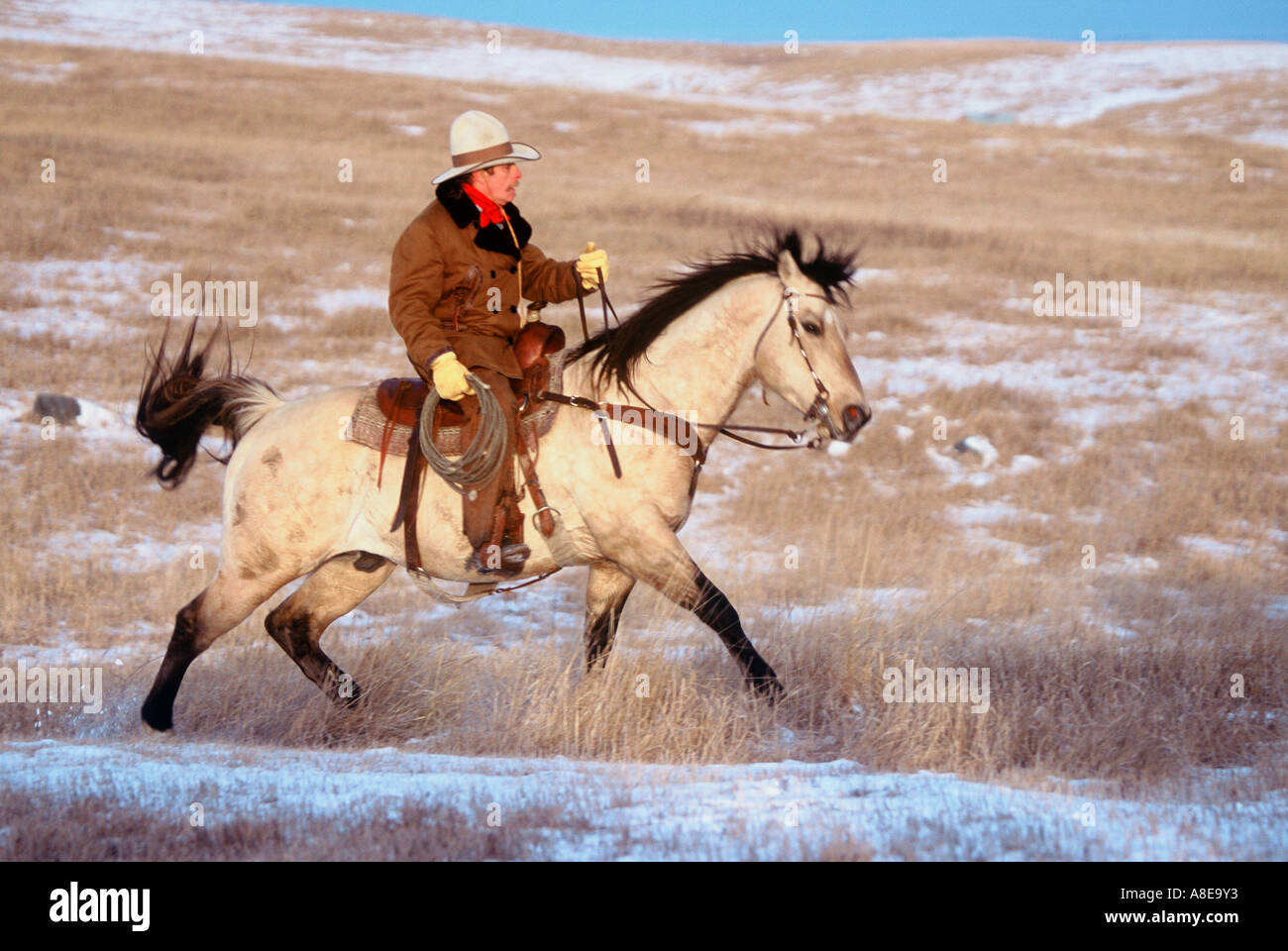 Cowboy on horseback running a cattle ranch in South Dakota s Great
