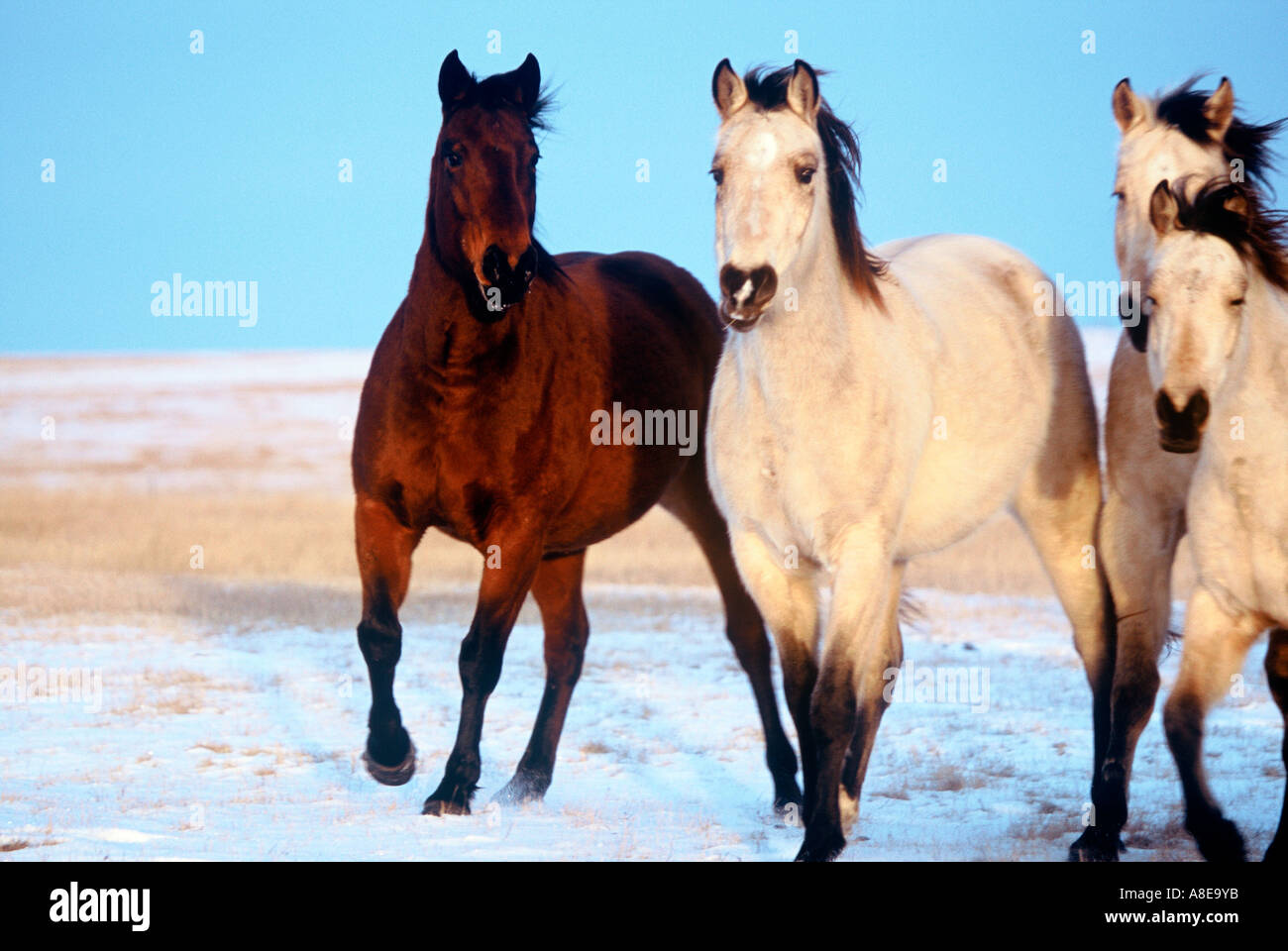 Four horses running the Great Plains of South Dakota Stock Photo