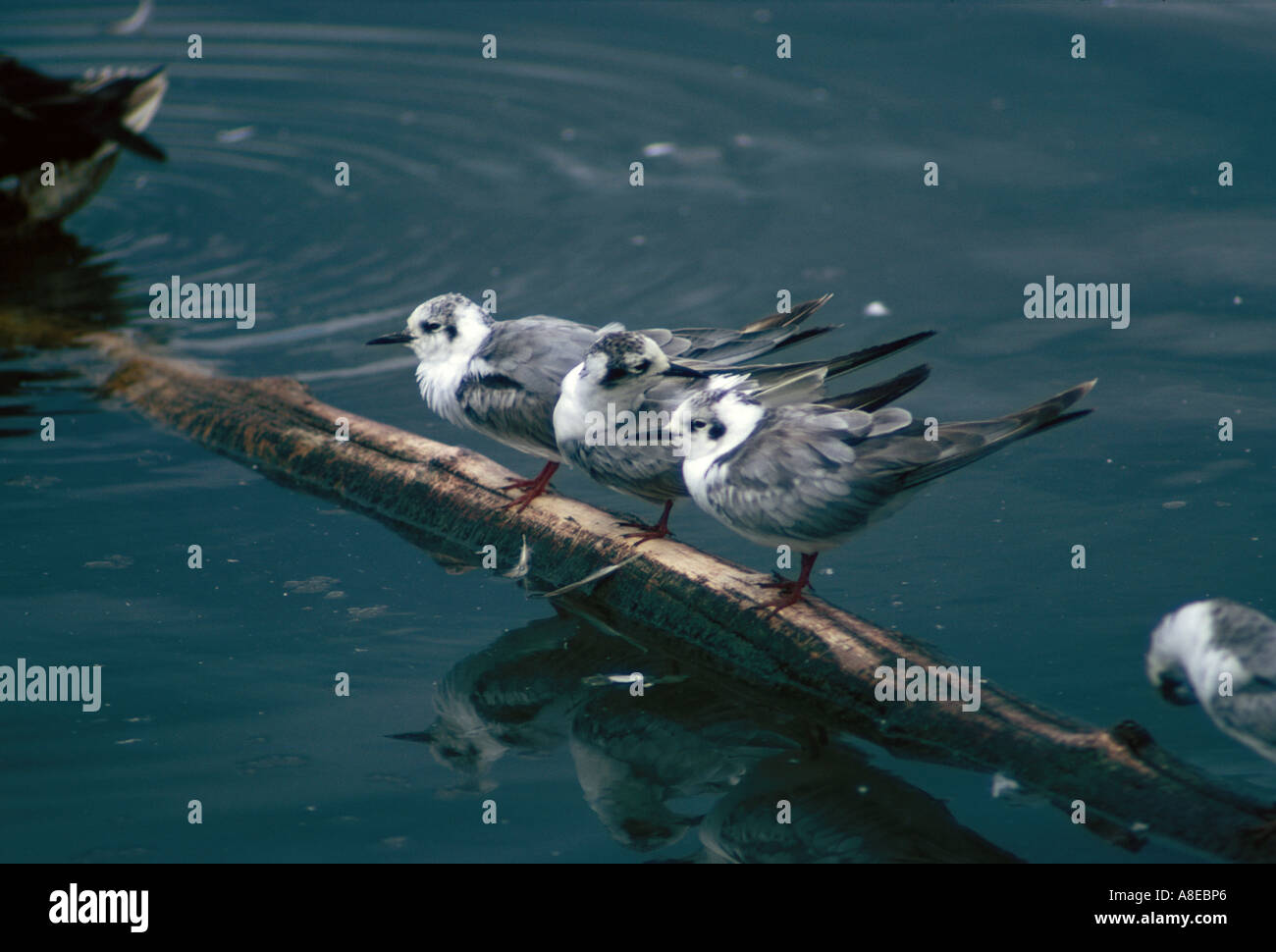 White Winged Black Tern Winter Plumage Hi res Stock Photography And white-winged-black-tern-winter-plumage-hi-res-stock-photography-and