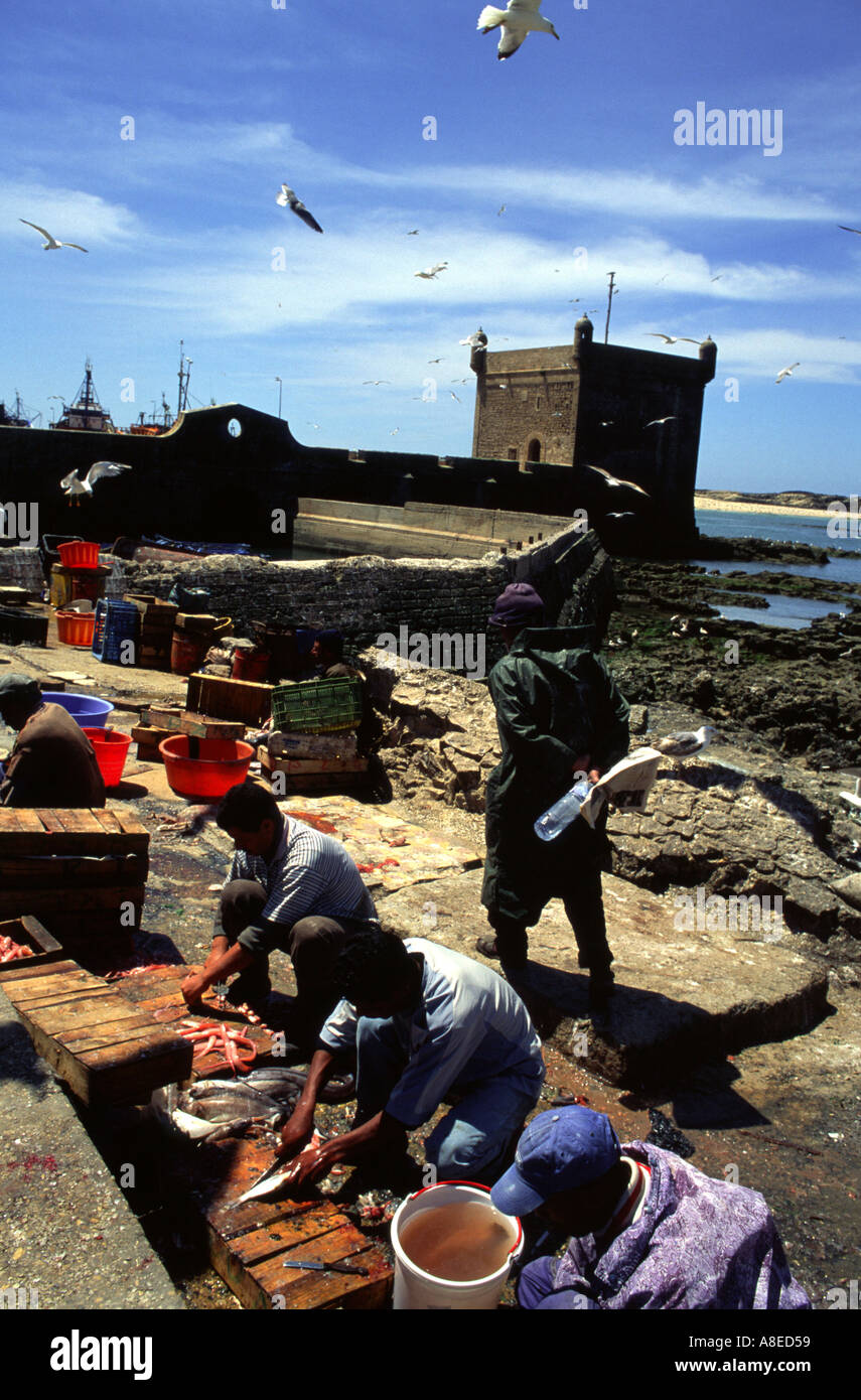 Moroccan preparing fish for restaurant at Essaouira Morocco Stock Photo