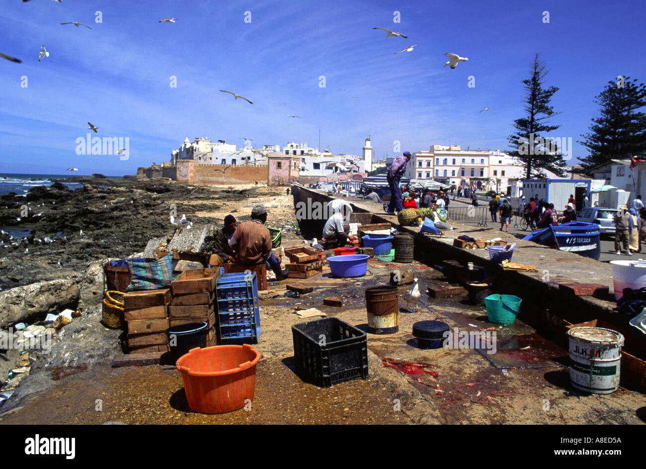 Moroccan preparing fish for restaurant at Essaouira Morocco Stock Photo