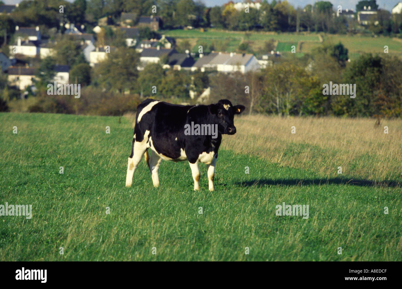 Cow Stock Photo