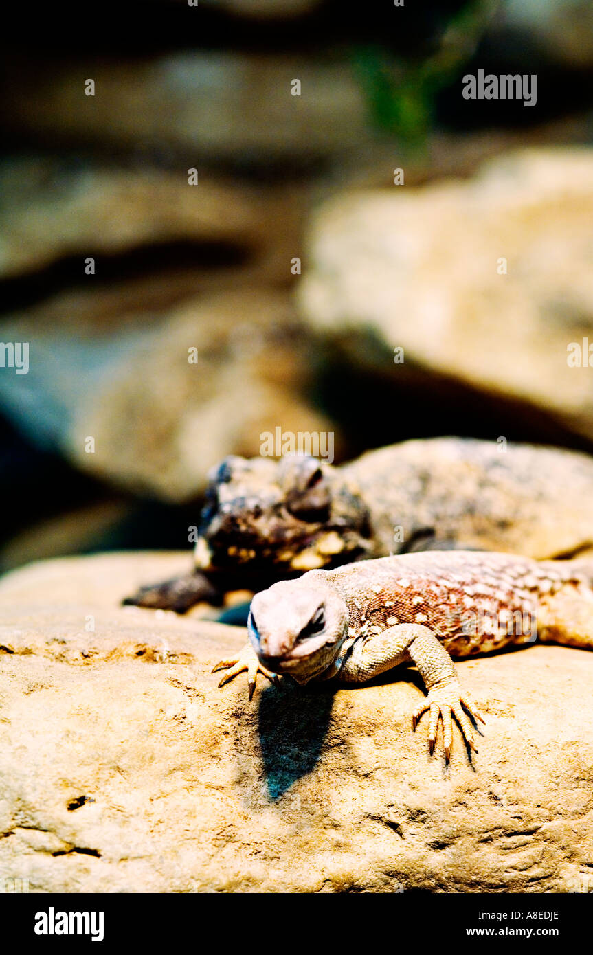 Two Lizards Hi-res Stock Photography And Images - Alamy