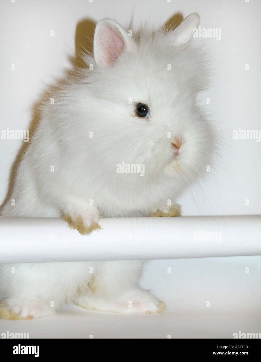 White rabbit angora long hair hi-res stock photography and images - Alamy