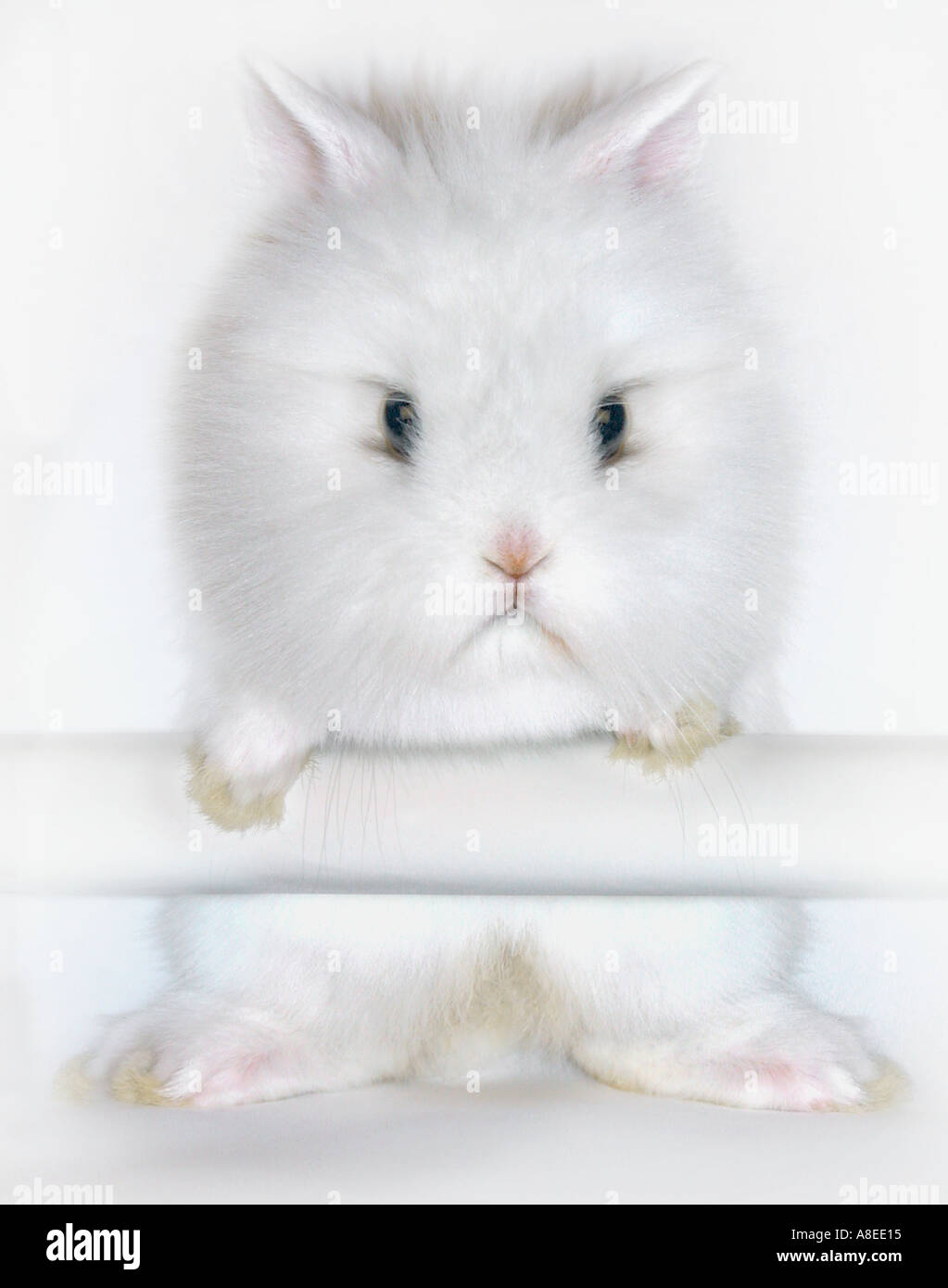 white rabbit angora long hair white background cutout Stock Photo