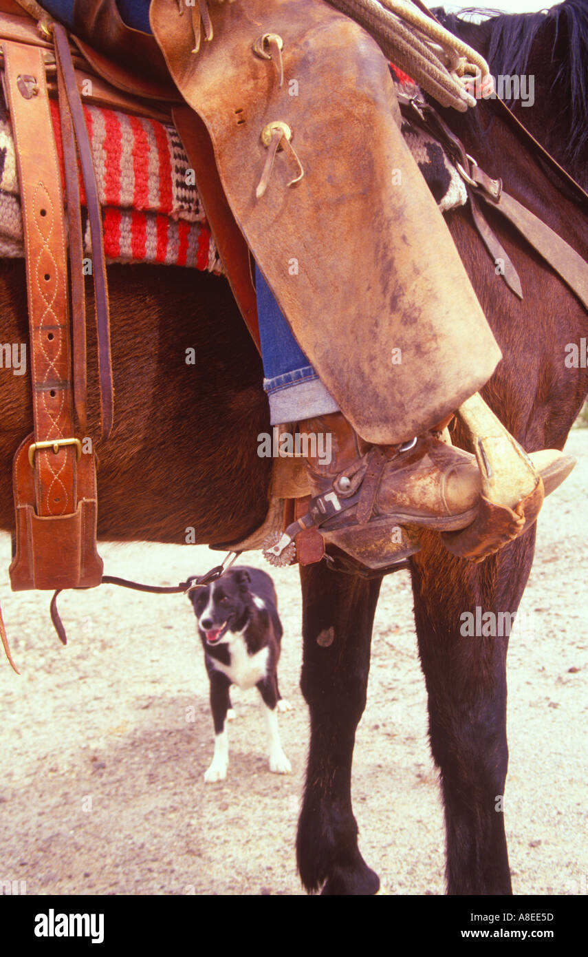 Detail of cowboys boots chaps and dog Arizona USA Stock Photo Alamy