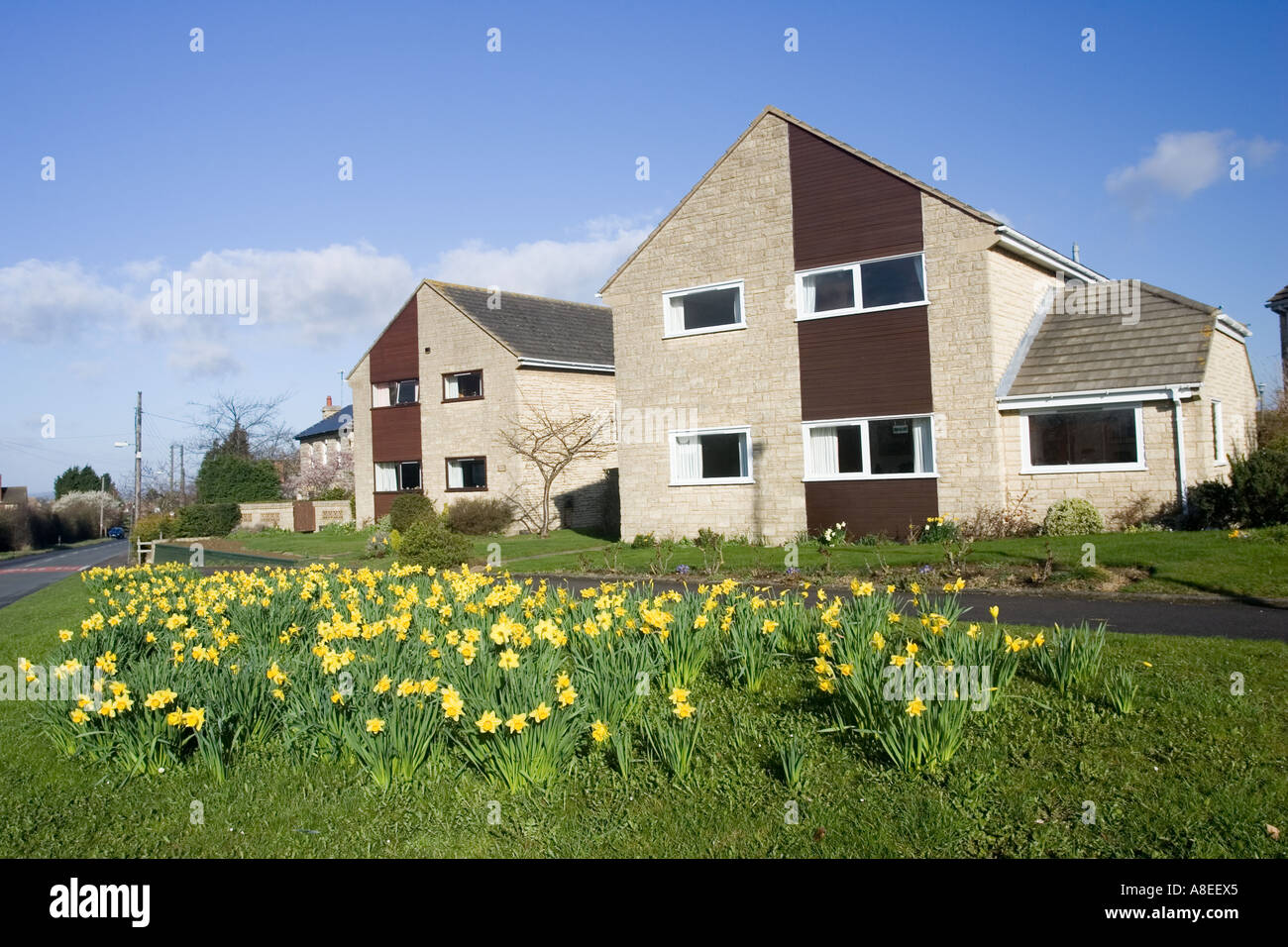 Daffodils in full bloom on roadside verge on new housing estate