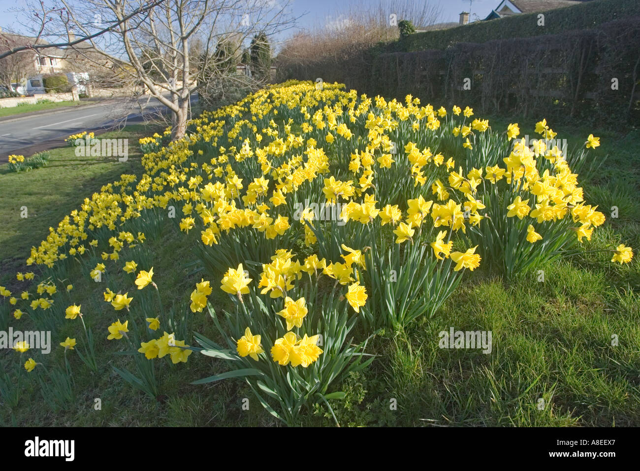 Daffodils in full bloom on roadside verge Woodmancote Cotswolds UK Stock Photo