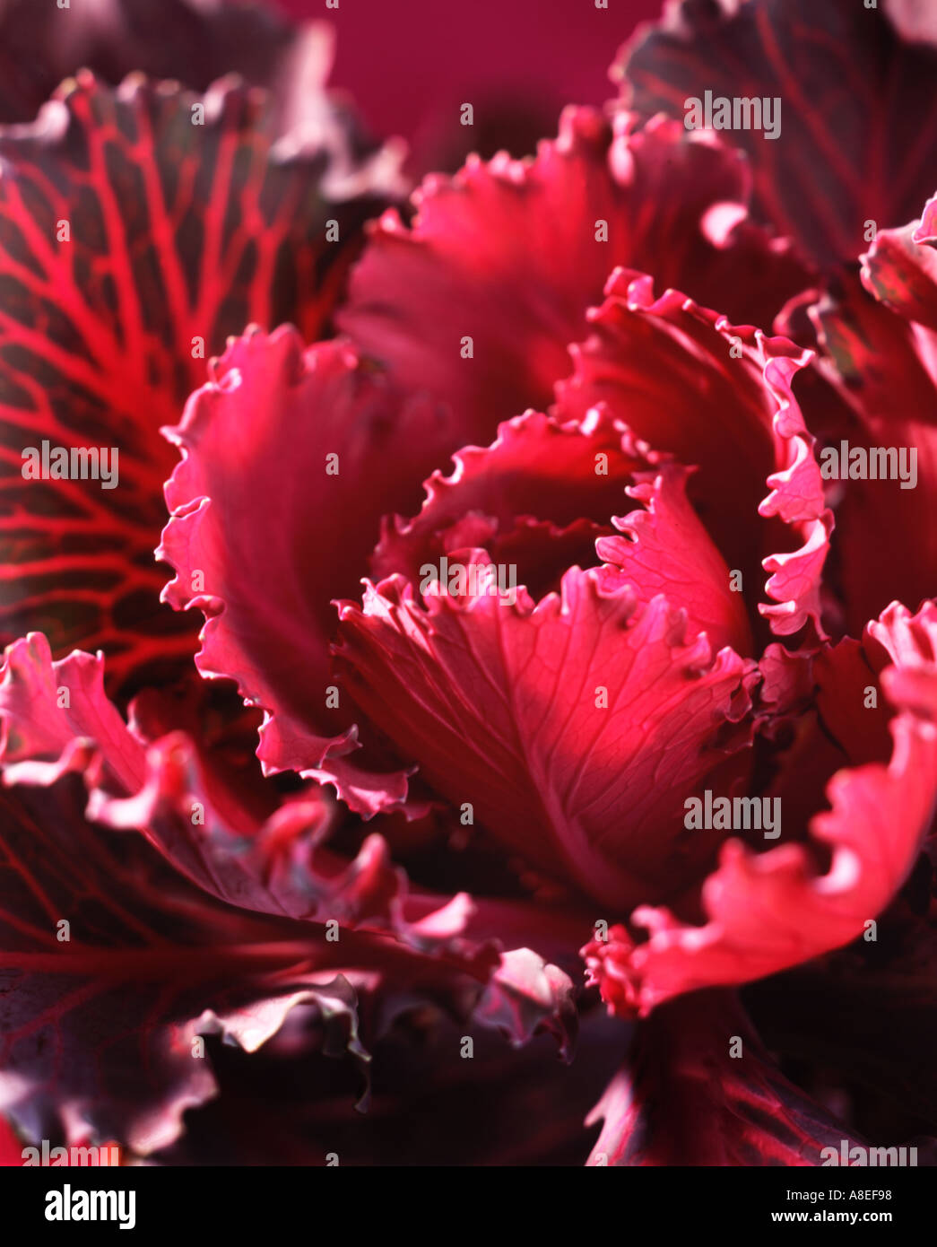 Red cabbage Stock Photo