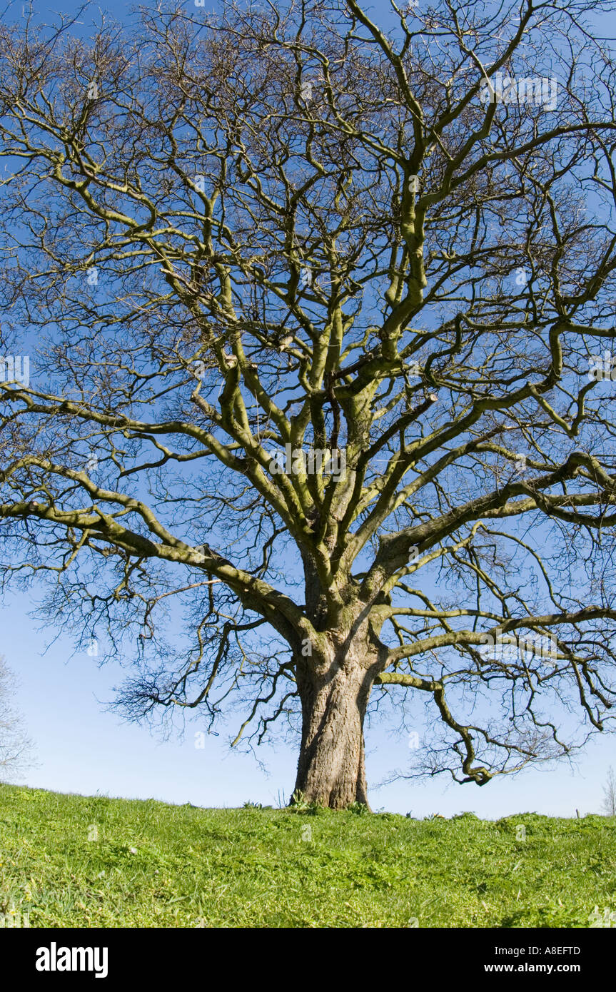 Tree hill branches spring hi-res stock photography and images - Alamy