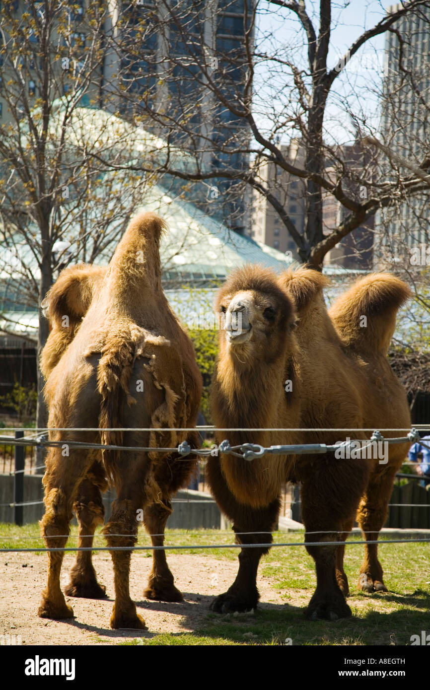 CHICAGO Illinois Two Bactrian camels stand along fence in enclosure outdoors at Lincoln Park Zoo two humps Stock Photo
