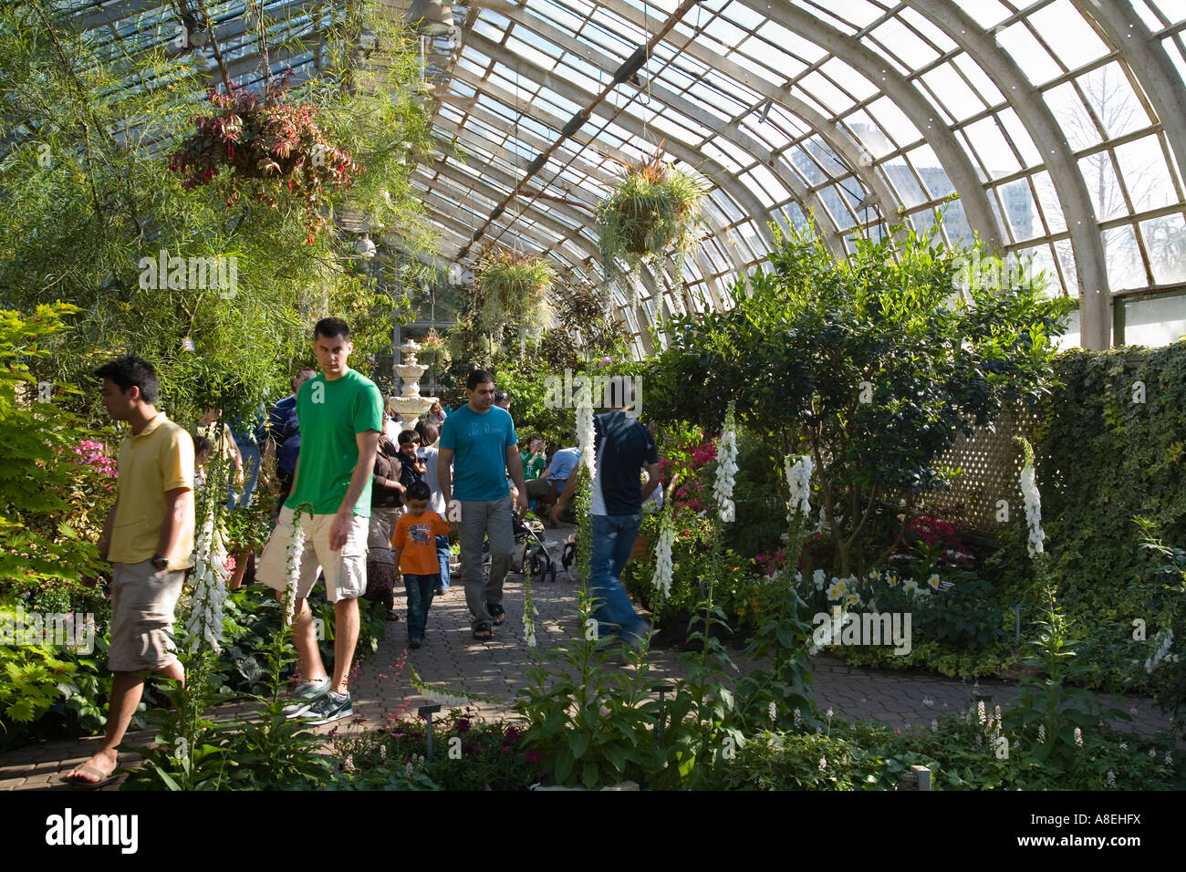 CHICAGO Illinois Spring flowers  in show room people walk on path through Lincoln Park Conservatory indoor botanical garden Stock Photo