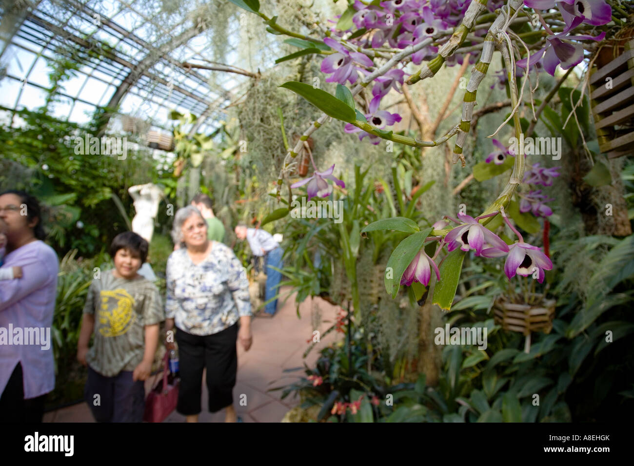 CHICAGO Illinois Visitors in tropical house at Lincoln Park Conservatory purple orchids flowering indoor botanical garden Stock Photo
