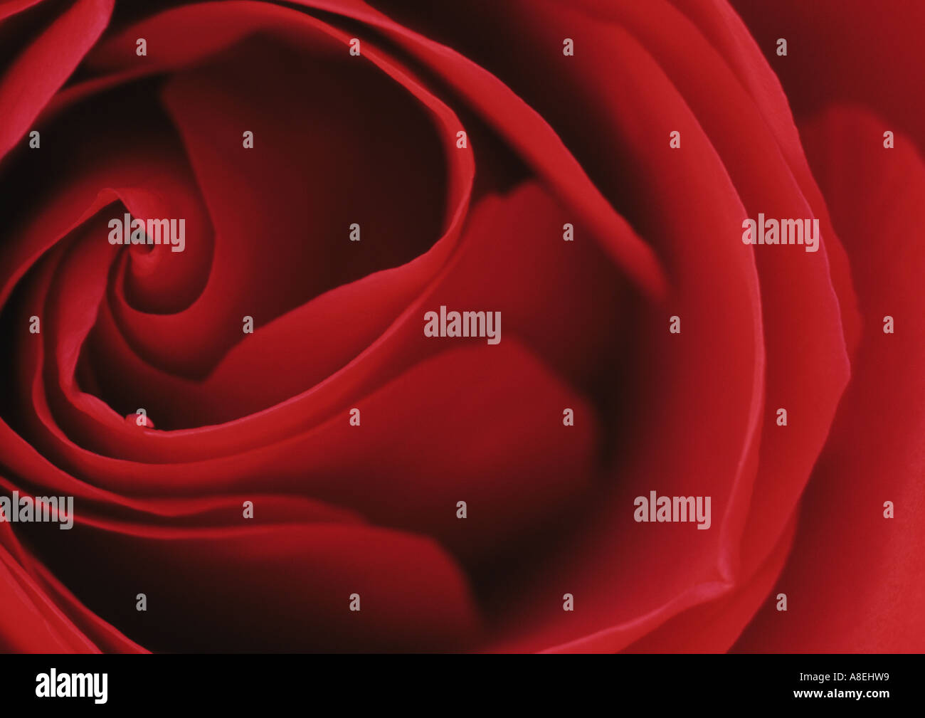 Close Up Of Red Rose in the Uk Stock Photo - Alamy