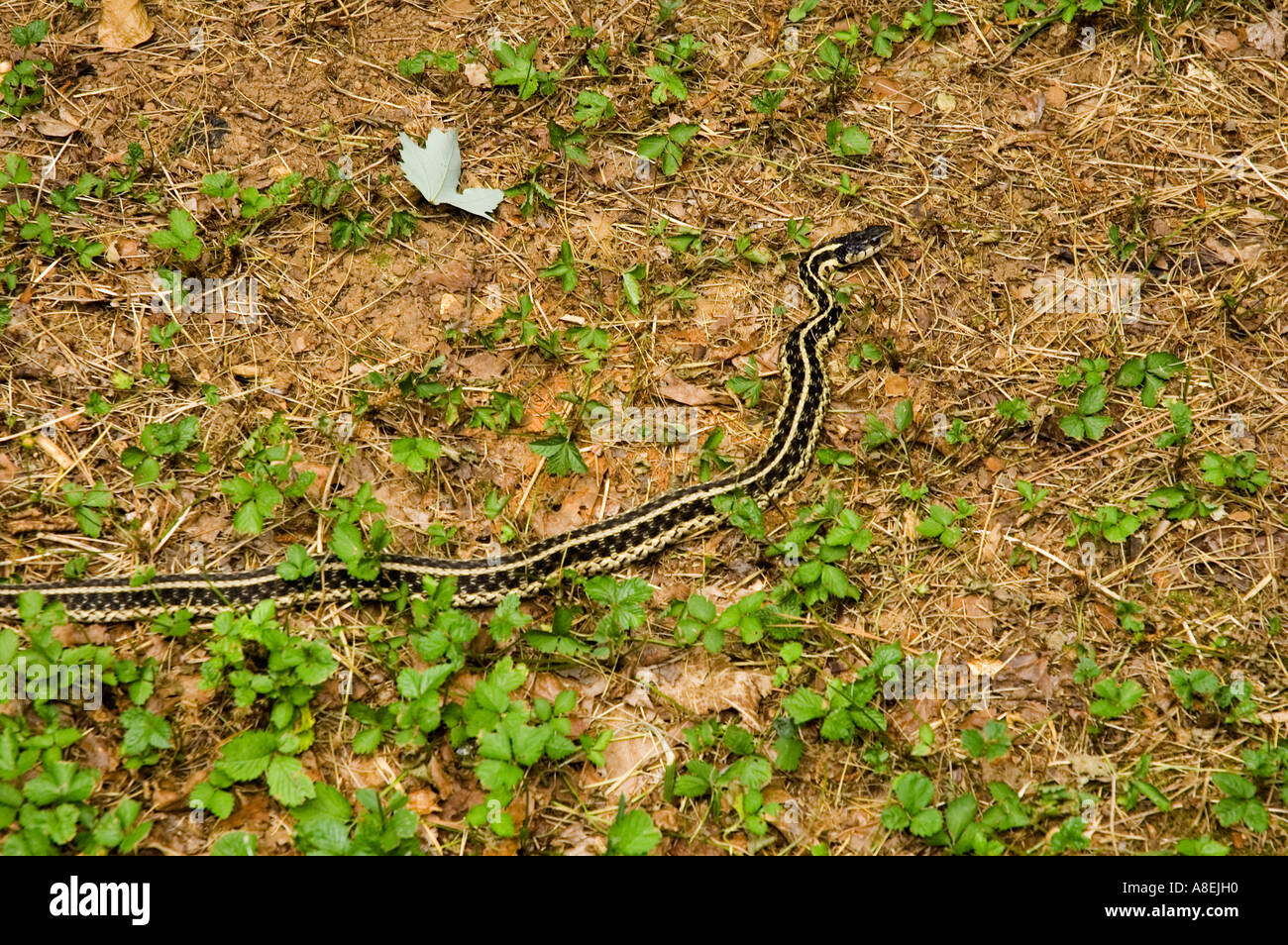 Garter Snake East Tennessee Stock Photo Alamy