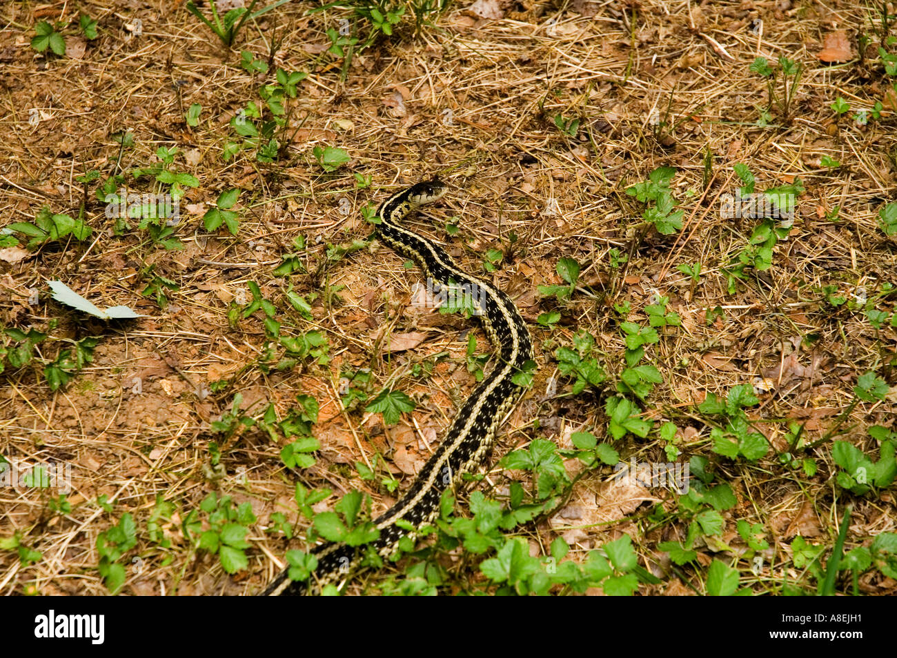 Tennessee Garter Snake
