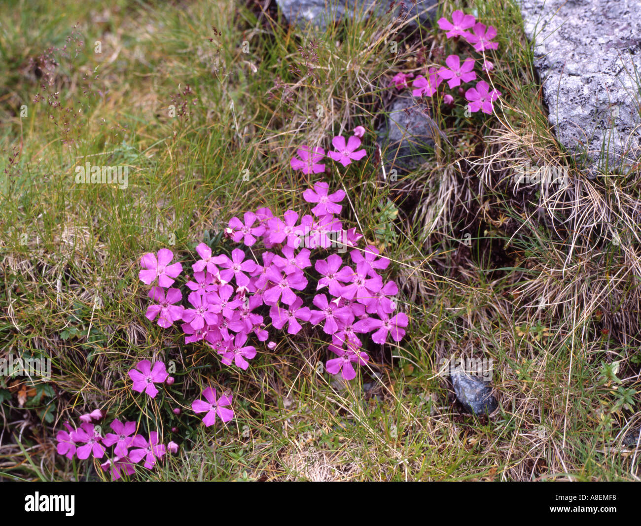 Alpine Pink Dianthus Alpinus in flower Carpathian Mountains Romania Stock Photo
