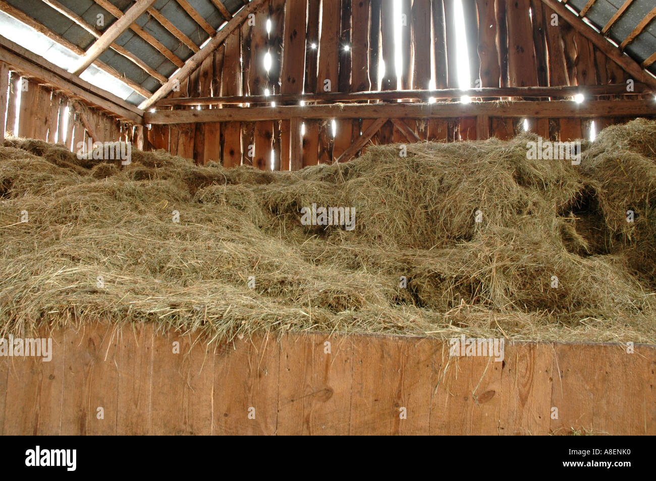 Hay Inside The Barn