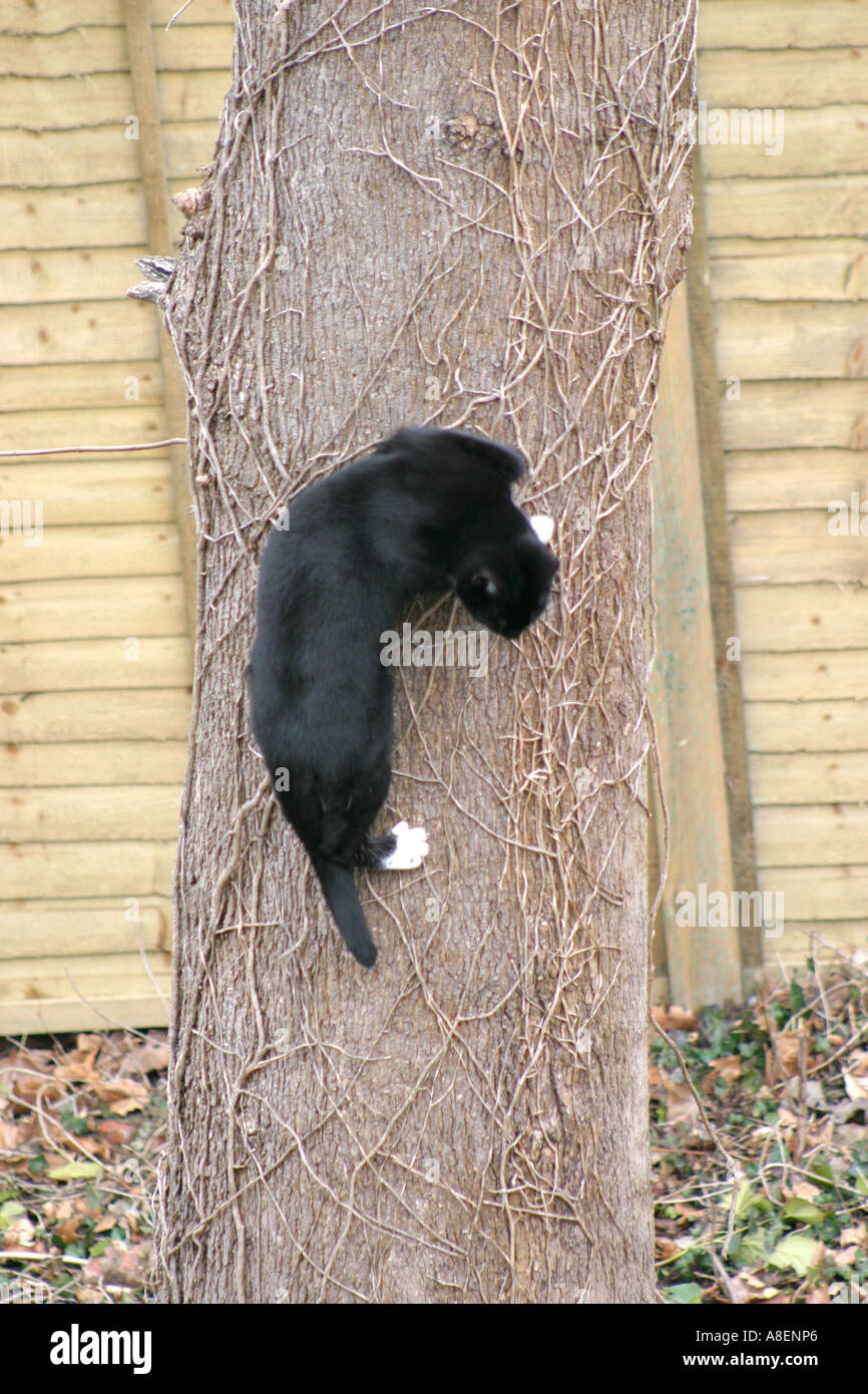 Black and white cat climbing down tree Stock Photo Alamy