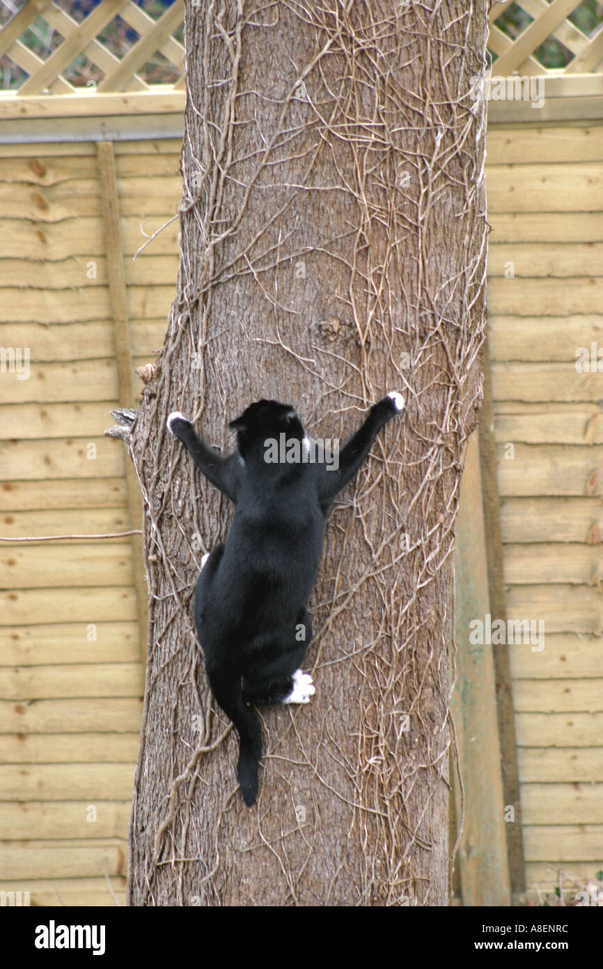 Black and white cat climbing down a tree Stock Photo Alamy
