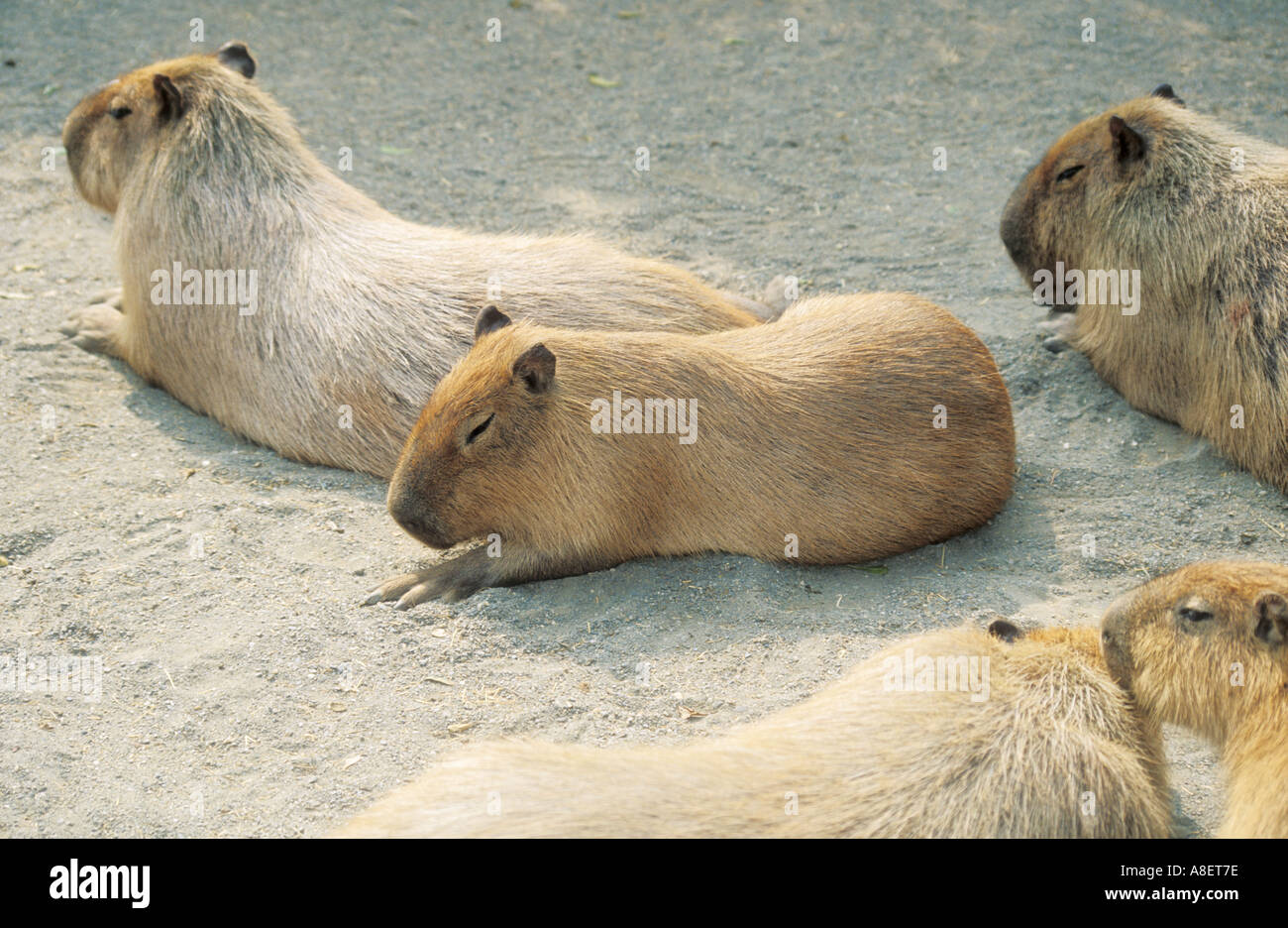 Cute capybara hi-res stock photography and images - Page 10 - Alamy
